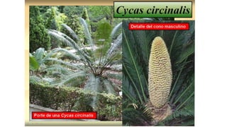 Claser Claser 2 Sistemática Fanerogamia. de las plantaspptx | PPTX