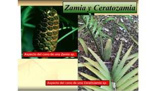 Claser Claser 2 Sistemática Fanerogamia. de las plantaspptx | PPTX