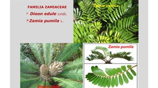 Claser Claser 2 Sistemática Fanerogamia. de las plantaspptx | PPTX