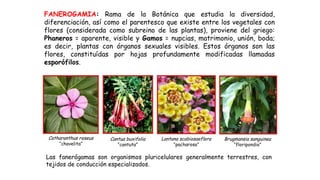 Claser Claser 2 Sistemática Fanerogamia. de las plantaspptx | PPTX