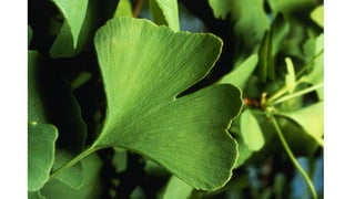 Claser Claser 2 Sistemática Fanerogamia. de las plantaspptx | PPTX