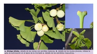 Claser Claser 2 Sistemática Fanerogamia. de las plantaspptx | PPTX