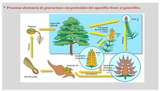 Claser Claser 2 Sistemática Fanerogamia. de las plantaspptx | PPTX