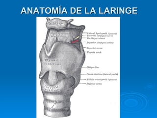 ANATOMÍA DE LA LARINGE 