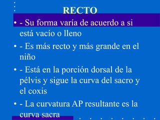 RECTO
• - Su forma varía de acuerdo a si
está vacío o lleno
• - Es más recto y más grande en el
niño
• - Está en la porción dorsal de la
pélvis y sigue la curva del sacro y
el coxis
• - La curvatura AP resultante es la
curva sacra
 