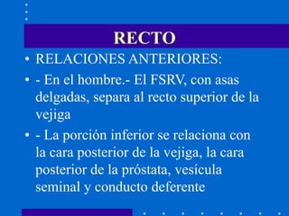 RECTO
• RELACIONES ANTERIORES:
• - En el hombre.- El FSRV, con asas
delgadas, separa al recto superior de la
vejiga
• - La porción inferior se relaciona con
la cara posterior de la vejiga, la cara
posterior de la próstata, vesícula
seminal y conducto deferente
 