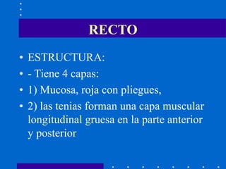 RECTO
• ESTRUCTURA:
• - Tiene 4 capas:
• 1) Mucosa, roja con pliegues,
• 2) las tenias forman una capa muscular
longitudinal gruesa en la parte anterior
y posterior
 
