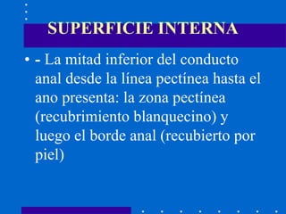 SUPERFICIE INTERNA
• - La mitad inferior del conducto
anal desde la línea pectínea hasta el
ano presenta: la zona pectínea
(recubrimiento blanquecino) y
luego el borde anal (recubierto por
piel)
 