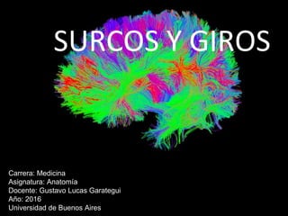 SURCOS Y GIROS
Carrera: Medicina
Asignatura: Anatomía
Docente: Gustavo Lucas Garategui
Año: 2016
Universidad de Buenos Aires
 