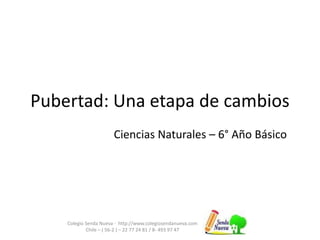 Pubertad: Una etapa de cambios
Colegio Senda Nueva - http://www.colegiosendanueva.com
Chile – ( 56-2 ) – 22 77 24 81 / 8- 493 97 47
Ciencias Naturales – 6° Año Básico
 