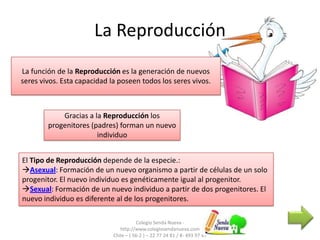 La Reproducción
Colegio Senda Nueva -
http://www.colegiosendanueva.com
Chile – ( 56-2 ) – 22 77 24 81 / 8- 493 97 47
La función de la Reproducción es la generación de nuevos
seres vivos. Esta capacidad la poseen todos los seres vivos.
Gracias a la Reproducción los
progenitores (padres) forman un nuevo
individuo
El Tipo de Reproducción depende de la especie.:
Asexual: Formación de un nuevo organismo a partir de células de un solo
progenitor. El nuevo individuo es genéticamente igual al progenitor.
Sexual: Formación de un nuevo individuo a partir de dos progenitores. El
nuevo individuo es diferente al de los progenitores.
 