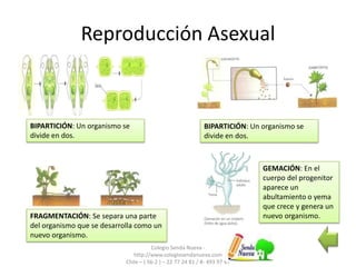 Reproducción Asexual
Colegio Senda Nueva -
http://www.colegiosendanueva.com
Chile – ( 56-2 ) – 22 77 24 81 / 8- 493 97 47
BIPARTICIÓN: Un organismo se
divide en dos.
BIPARTICIÓN: Un organismo se
divide en dos.
FRAGMENTACIÓN: Se separa una parte
del organismo que se desarrolla como un
nuevo organismo.
GEMACIÓN: En el
cuerpo del progenitor
aparece un
abultamiento o yema
que crece y genera un
nuevo organismo.
 