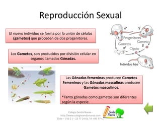 Reproducción Sexual
Colegio Senda Nueva -
http://www.colegiosendanueva.com
Chile – ( 56-2 ) – 22 77 24 81 / 8- 493 97 47
El nuevo individuo se forma por la unión de células
(gametos) que proceden de dos progenitores.
Los Gametos, son producidos por división celular en
órganos llamados Gónadas.
Las Gónadas femeninas producen Gametos
Femeninos y las Gónadas masculinas producen
Gametos masculinos.
*Tanto gónadas como gametos son diferentes
según la especie.
 