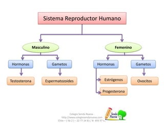 Colegio Senda Nueva -
http://www.colegiosendanueva.com
Chile – ( 56-2 ) – 22 77 24 81 / 8- 493 97 47
Hormonas Gametos Hormonas Gametos
Estrógenos
Progesterona
EspermatozoidesTestosterona
Sistema Reproductor Humano
FemeninoMasculino
Ovocitos
 