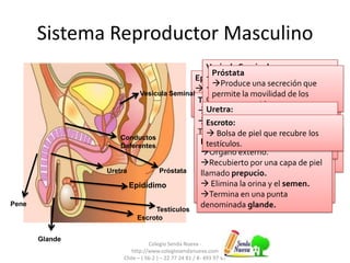 Sistema Reproductor Masculino
Colegio Senda Nueva -
http://www.colegiosendanueva.com
Chile – ( 56-2 ) – 22 77 24 81 / 8- 493 97 47
Conductos
Deferentes
Epidídimo:
Tubo enrollado sobre los testículos.
Almacenan y producen la
maduración de los espermatozoides.
Epidídimo
Conductos Deferentes:
Dos conductos que transportan los
espermatozoides desde el epidídimo
hasta el conducto eyaculador.
Testículos
Testículos:
Son las gónadas masculinas.
Producen la hormona masculina:
Testosterona
Se forman las células sexuales
masculinas: Espermatozoides.
Mantienen la temperatura de los
espermatozoides a 1 a 4°C menos
que la temperatura del resto del
cuerpo
Vesícula Seminal
Vesícula Seminal:
Dos estructuras.
Producen y secretan un líquido
que forma el semen.
Aportan sustancias nutritivas
para los espermatozoides.
Próstata
Próstata
Produce una secreción que
permite la movilidad de los
espermatozoides.
Uretra
Uretra:
 Conducto que se extiende a lo
largo del pene.
Conduce y expulsa la orina y el
semen.
Pene
Órgano externo.
Recubierto por una capa de piel
llamado prepucio.
 Elimina la orina y el semen.
Termina en una punta
denominada glande.Pene
Glande
Escroto
Escroto:
 Bolsa de piel que recubre los
testículos.
 