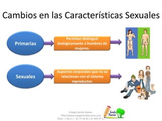 Cambios en las Características Sexuales
Colegio Senda Nueva -
http://www.colegiosendanueva.com
Chile – ( 56-2 ) – 22 77 24 81 / 8- 493 97 47
Permiten distinguir
biológicamente a hombres de
mujeres.
Aspectos corporales que no se
relacionan con el sistema
reproductor.
Primarias
Sexuales
 
