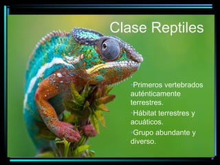 Clase Reptiles

•Primeros vertebrados
auténticamente
terrestres.
•Hábitat terrestres y
acuáticos.
•Grupo abundante y
diverso.

 
