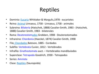 Reptiles
•   Dominio: Eucaria Whittaker & Margulis,1978 - eucariotes
•   Reino: Animal Linnaeus, 1758 - Linnaeus, 1758 - animales
•   Subreino: Bilateria (Hatschek, 1888) Cavalier-Smith, 1983 - (Hatschek,
    1888) Cavalier-Smith, 1983 - bilaterales
•   Rama: Deuterostomados Grobben, 1908 - Deuterostomados
•   Infrareino: Chordonia (Haeckel, 1874) Cavalier-Smith, 1998
•   Filo: Chordados Bateson, 1885 - Cordados
•   Subfilo: Vertebrata Cuvier, 1812 - Vertebrados
•   Infrafilo: Gnathostomata auct. – Vertebrados mandibulados
•   Superclase: Tetrapoda Goodrich, 1930 - Tetrapodos
•   Series: Amniota
•   Clase: Reptiles (Sauropsida)
 