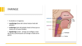 FARINGE
• Se divide en 3 regiones:
• nasofaringe (base del cráneo hasta el velo del
paladar)
• orofaringe (velo del paladar hasta la línea que se
nivela con el hueso hioides)
• hipofaringe (unión laringe con esófago a nivel
de C4-C6 y comunicación con laringe a través de la
glotis)
 