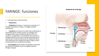 FARINGE: funciones
• La faringe posee cuatro funciones:
• - Respiratoria
• - Deglutoria (3 tiempos, 1° bucal que es voluntario, 2°
faríngeo involuntario y reflejo, 3° esofágico también
involuntario)
• - Fonatoria (La emisión de sonidos está condicionada al
movimiento de las cuerdas vocales, los cartílagos de la
laringe permiten variar el grado de apertura entre las
cuerdas y una depresión o una elevación de la estructura
laríngea variando el tono de los sonidos producidos por el
paso del aire a través de ellos junto a la disposición de los
otros elementos de la cavidad oral (labios, lengua y boca)
permite determinar los diferentes sonidos )
• - Inmunológica (anillo linfático de Waldeyer constituido
por elementos linfoides como las amígdalas palatina,
faríngea y lingual)
 