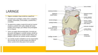 LARINGE
• Organo complejo, impar simétrico, superficial
• Formado por 6 cartílagos unidos entre si (Epiglotis,
tiroides, aritenoides, corniculados, cuneiformes y
cricoides)
• Se exterioriza y palpa a través de la piel en la parte
mediana y anterior del cuello, debajo del hueso
hioides y de la lengua, por debajo esta prolongada
por la traquea
• Tiene una región denominada glotis, formada por
dos pares de pliegues o cuerdas vocales, siendo los
pliegues superiores las cuerdas vocales falsas y los
pliegues inferiores las cuerdas vocales verdadera.
• Las cuerdas vocales verdaderas son las responsables
de la emisión de los sonidos propios del habla al
vibrar cuando entre ellas pasa el aire espirado
 