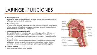 LARINGE: FUNCIONES
• Función de fijación
Retienen el aire en el tórax al cerrarse la laringe, lo cual ayuda a la realización de
esfuerzos, levantamiento de pesos, etc.
• Función deglutoria
La elevación de la laringe favorece el descenso del bolo alimenticio; el cierre de la
misma junto con la función de la epiglotis hacen que se desvíe hacia los lados el
bolo alimenticio ayudando así a la deglución.
• Función tusígena y de expectoración
Son también funciones protectoras que forman la segunda línea defensiva en
caso de pasar algún cuerpo extraño. Además cooperan en la expulsión de
sustancias externas endógenas como secreciones, gérmenes o cuerpos extraños.
• Función fonética
El aparato fonador genuino (generador de tonos) está formado por las cuerdas
vocales que la causa de la corriente aérea procedente de la tráquea quedan
sometidas a vibraciones caracterizadas por la forma y amplitud de la glotis.
• Función emotiva
Toma parte en el sollozo, llanto, quejido
 