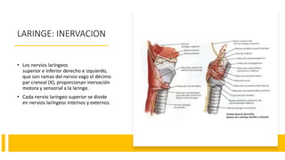 LARINGE: INERVACION
• Los nervios laríngeos
superior e inferior derecho e izquierdo,
que son ramas del nervio vago el décimo
par craneal (X), proporcionan inervación
motora y sensorial a la laringe.
• Cada nervio laríngeo superior se divide
en nervios laríngeos internos y externos.
 