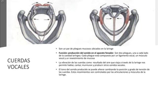 CUERDAS
VOCALES
• Son un par de pliegues mucosos ubicados en la laringe
• Función: producción del sonido en el aparato fonador. Son dos pliegues, una a cada lado
de la cavidad laríngea. Cada pliegue está compuesto por un ligamento vocal, un músculo
vocal y un revestimiento de mucosa
• La vibración de las cuerdas como resultado del aire que viaja a través de la laringe nos
permite hablar, cantar, murmurar y producir otros sonidos vocales.
• El tono del sonido producido se puede alterar cambiando la posición y grado de tensión de
las cuerdas. Estos movimientos son controlados por las articulaciones y músculos de la
laringe.
 