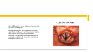 • Abrir (abducción) y cerrar (aducción) las cuerdas
vocales y la rima glótica
• Durante la aducción, los cartílagos aritenoides
rotan hacia medial para que los procesos vocales
se acerquen (músculos cricoaritenoideos
laterales). Los cartílagos aritenoides también se
desplazan medialmente (músculos aritenoideos
transversos y oblicuos).
 