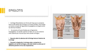 EPIGLOTIS
• Cartílago fibroelástico con forma de hoja que se proyecta
hacia arriba detrás de la lengua y el hueso hioides, hacia abajo
se inserta a través del ligamento tiroepiglótico al ángulo entre
las láminas tiroideas
• . Se conecta al hueso hioides por el ligamento
hioepiglótico. Su borde superior es libre. En su cara anterior
está cubierta por mucosa que viene desde la lengua.
• Bascula sobre la abertura de la faringe hacia el interior de
la laringe
• Durante la deglución, la laringe sube y comprime la
epiglotis y la raíz de la lengua, y de este modo se evita que el
alimento penetre en las vías respiratorias
 