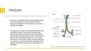 TRAQUEA
• Conducto semirrigido fibromusculocartilaginoso de
12 cm de longitud y 2,5-3,5 cm de diámetro se
conecta la laringe con los bronquios y se sitúa por
delante del esófago
• Se origina en el cuello a nivel del borde inferior del
cartílago cricoideo a la altura de C6, desciende
oblicua hacia atrás, pasa detrás del borde superior
del manubrio esternal, donde se hace intratoracica,
situada entre el mediastino anterior; termina por
bifurcación en la Carina ( T4) en: bronquio derecho,
casi vertical que parece continuar la dirección de la
traquea; el bronquio izquierdo, es mas largo y casi
horizontal
 