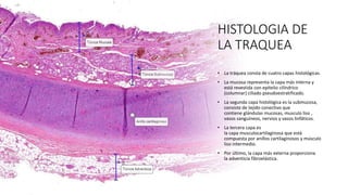 HISTOLOGIA DE
LA TRAQUEA
• La tráquea consta de cuatro capas histológicas.
• La mucosa representa la capa más interna y
está revestida con epitelio cilíndrico
(columnar) ciliado pseudoestratificado.
• La segunda capa histológica es la submucosa,
consiste de tejido conectivo que
contiene glándulas mucosas, musculo liso ,
vasos sanguíneos, nervios y vasos linfáticos.
• La tercera capa es
la capa musculocartilaginosa que está
compuesta por anillos cartilaginosos y músculo
liso intermedio.
• Por último, la capa más externa proporciona
la adventicia fibroelástica.
 