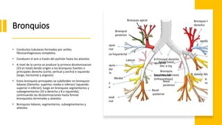 Bronquios
• Conductos tubulares formados por anillos
fibrocartilaginosos completos
• Conducen el aire a través del pulmón hasta los alveolos
• A nivel de la carina se produce la primera dicotomizacion
(23 en total) dando origen a los bronquios fuentes o
principales derecho (corto, vertical y ancho) e izquierdo
(largo, horizontal y angosto)
• Estos bronquios principales se subdividen en bronquios
lobares (Derecho: superior, medio e inferior/ Izquierdo:
superior e inferior), luego en bronquios segmentarios y
subsegmentarios (10 a derecha y 8 a izquierda),
continuando las dicotomizaciones hasta formar
bronquiolos terminales y alveolos
• Bronquios lobares, segmentarios, subsegmentarios y
alveolos
 