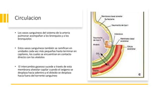 Circulacion
• Los vasos sanguíneos del sistema de la arteria
pulmonar acompañan a los bronquios y a los
bronquiolos
• Estos vasos sanguíneos también se ramifican en
unidades cada vez más pequeñas hasta terminar en
capilares, los cuales se encuentran en contacto
directo con los alvéolos
• El intercambio gaseoso sucede a través de esta
membrana alveolar-capilar cuando el oxígeno se
desplaza hacia adentro y el dióxido se desplaza
hacia fuera del torrente sanguíneo
 