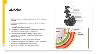 Alvéolos
• Última porción del árbol bronquial, son parte del parénquima
pulmonar
• Son esféricos. Los alvéolos se unen formando los conductos
alveolares.
• Principal función la de hematosis
• La pared de un alvéolo siempre es compartida con el alvéolo
vecino, conformándose tabiques interalveolares
• Los alvéolos presentan poros de Kohn, orificios que se
encuentran en los tabiques interalveolares y comunican
alvéolos vecinos
• La pared alveolar no supera los 0,2 um de diámetro.
• Las poblaciones celulares que conforman la pared alveolar son:
Neumocito I: célula epitelial de revestimiento
• Neumocito II: secretora de surfactante pulmonar
 