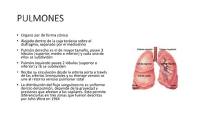 PULMONES
• Organo par de forma cónica
• Alojado dentro de la caja torácica sobre el
diafragma, separado por el mediastino
• Pulmón derecho es el de mayor tamaño, posee 3
lóbulos (superior, medio e inferior) y cada uno de
ellos se subdividen
• Pulmón izquierdo posee 2 lóbulos (superior e
inferior) y tb se subdividen
• Recibe su circulación desde la arteria aorta a través
de las arterias bronquiales y su drenaje venoso se
une al retorno venoso pulmonar total
• La distribución del flujo sanguíneo no es uniforme
dentro del pulmón, depende de la gravedad y
presiones que afectan a los capilares. Esto permite
diferenciarlas en tres zonas que fueron descritas
por John West en 1964
 