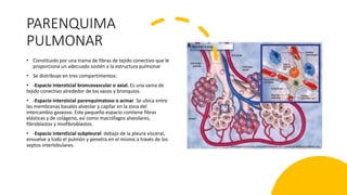 PARENQUIMA
PULMONAR
• Constituido por una trama de fibras de tejido conectivo que le
proporciona un adecuado sostén a la estructura pulmonar
• Se distribuye en tres compartimentos:
• -Espacio intersticial broncovascular o axial. Es una vaina de
tejido conectivo alrededor de los vasos y bronquios.
• -Espacio intersticial parenquimatoso o acinar. Se ubica entre
las membranas basales alveolar y capilar en la zona del
intercambio gaseoso. Este pequeño espacio contiene fibras
elásticas y de colágeno, así como macrófagos alveolares,
fibroblastos y miofibroblastos.
• -Espacio intersticial subpleural: debajo de la pleura visceral,
envuelve a todo el pulmón y penetra en el mismo a través de los
septos interlobulares.
 