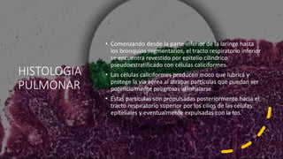 HISTOLOGIA
PULMONAR
• Comenzando desde la parte inferior de la laringe hasta
los bronquios segmentarios, el tracto respiratorio inferior
se encuentra revestido por epitelio cilíndrico
pseudoestratificado con células caliciformes.
• Las células caliciformes producen moco que lubrica y
protege la vía aérea al atrapar partículas que puedan ser
potencialmente peligrosas al inhalarse.
• Estas partículas son propulsadas posteriormente hacia el
tracto respiratorio superior por los cilios de las células
epiteliales y eventualmente expulsadas con la tos.
 