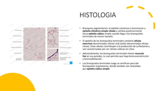 HISTOLOGIA
• Bronquios segmentarios: el epitelio comienza a transicionar a
epitelio cilíndrico simple ciliado y cambia posteriormente
hacia epitelio cúbico simple cuando llega a los bronquiolos
terminales de menor tamaño.
• El epitelio de los bronquiolos terminales contiene células
exocrinas denominadas células club (antes denominadas células
claras). Estas células contribuyen a la producción de surfactante y
son caracterizadas por ser células cúbicas sin cilios.
• Adicionalmente, los bronquiolos terminales tienen musculo
liso en sus paredes, lo cual permite que haya broncoconstricción
y broncodilatación.
• Los bronquiolos terminales luego se ramifican para dar
bronquiolos respiratorios, donde también son revestidos
por epitelio cúbico simple
 
