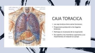 CAJA TORACICA
• Las caja torácica tiene varias funciones:
• Proporciona protección a los órganos
torácicos
• Participa en el proceso de la respiración
• Da soporte a los miembros superiores y sus
movimientos en relación al cuerpo
 