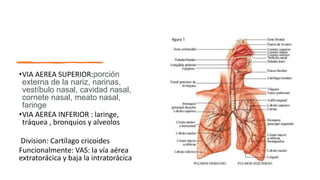 •VIA AEREA SUPERIOR:porción
externa de la nariz, narinas,
vestíbulo nasal, cavidad nasal,
cornete nasal, meato nasal,
faringe
•VIA AEREA INFERIOR : laringe,
tráquea , bronquios y alveolos
Division: Cartílago cricoides
Funcionalmente: VAS: la vía aérea
extratorácica y baja la intratorácica
 