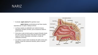 NARIZ
• Se divide: región externael apéndice nasal
región interna, constituida por dos fosas nasales
separadas por un septo o tabique vertical.
• Las fosas nasales se subdividen por medio de huesos
esponjosos lamados cornetes, que se proyectan desde la
pared externa
• Entre ésta y cada cornete queda un espacio llamado meato
por allí se comunican varios senos de los huesos maxilar
superior, frontal, esfenoides y etmoides, a través de
conductos estrechos
• Los orificios nasales están recubiertos de vellos sirven para
impedir el paso de sustancias extrañas, polvo o insectos
pequeños
 