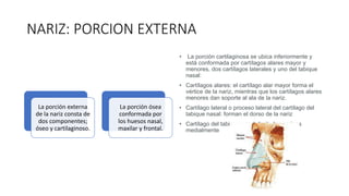 NARIZ: PORCION EXTERNA
La porción externa
de la nariz consta de
dos componentes;
óseo y cartilaginoso.
La porción ósea
conformada por
los huesos nasal,
maxilar y frontal.
• La porción cartilaginosa se ubica inferiormente y
está conformada por cartílagos alares mayor y
menores, dos cartílagos laterales y uno del tabique
nasal:
• Cartílagos alares: el cartílago alar mayor forma el
vértice de la nariz, mientras que los cartílagos alares
menores dan soporte al ala de la nariz.
• Cartílago lateral o proceso lateral del cartílago del
tabique nasal: forman el dorso de la nariz
• Cartílago del tabique nasal: limita las narinas
medialmente
 
