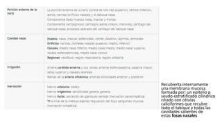 • Recubierta internamente
una membrana mucosa
formada por: un epitelio p
seudo estratificado cilíndrico
ciliado con células
caliciformes que recubre
todo el tabique y todas las
cavidades salientes de
estas fosas nasales
 