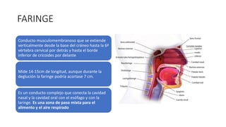 FARINGE
Conducto musculomembranoso que se extiende
verticalmente desde la base del cráneo hasta la 6ª
vértebra cervical por detrás y hasta el borde
inferior de cricoides por delante
Mide 14-15cm de longitud, aunque durante la
deglución la faringe podría acortase 7 cm.
Es un conducto complejo que conecta la cavidad
nasal y la cavidad oral con el esófago y con la
laringe. Es una zona de paso mixta para el
alimento y el aire respirado
 