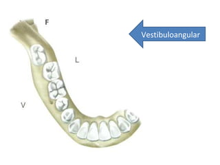 Vestibuloangular
 