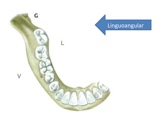 Linguoangular
 