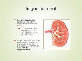 CLASE RIÑON, URETERES, VEJIGA.ppt uroñogi | PPT