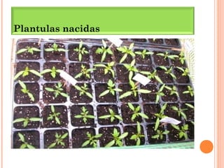Plantulas nacidas
 