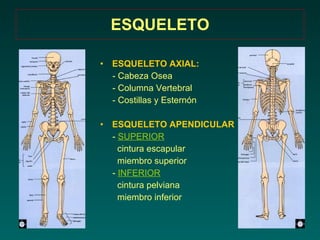 Clases 1 1ºGeneral Osteologia 1 | PPT